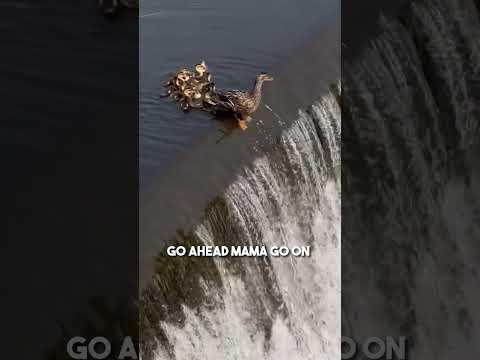 This duckling fell down a waterfall so its mom did this ❤️