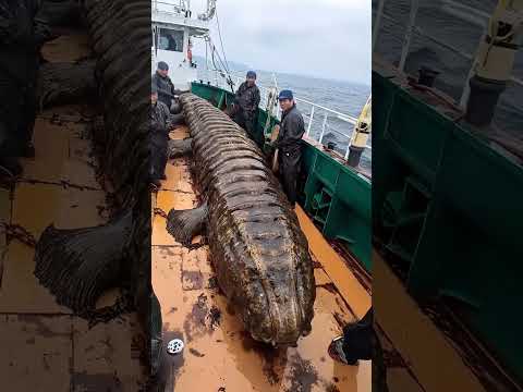 Giant Sea Monsters Caught by Fishermen! 🐙🎣#GiantSeaCreatures #FishingDiscoveries #OceanMysteries